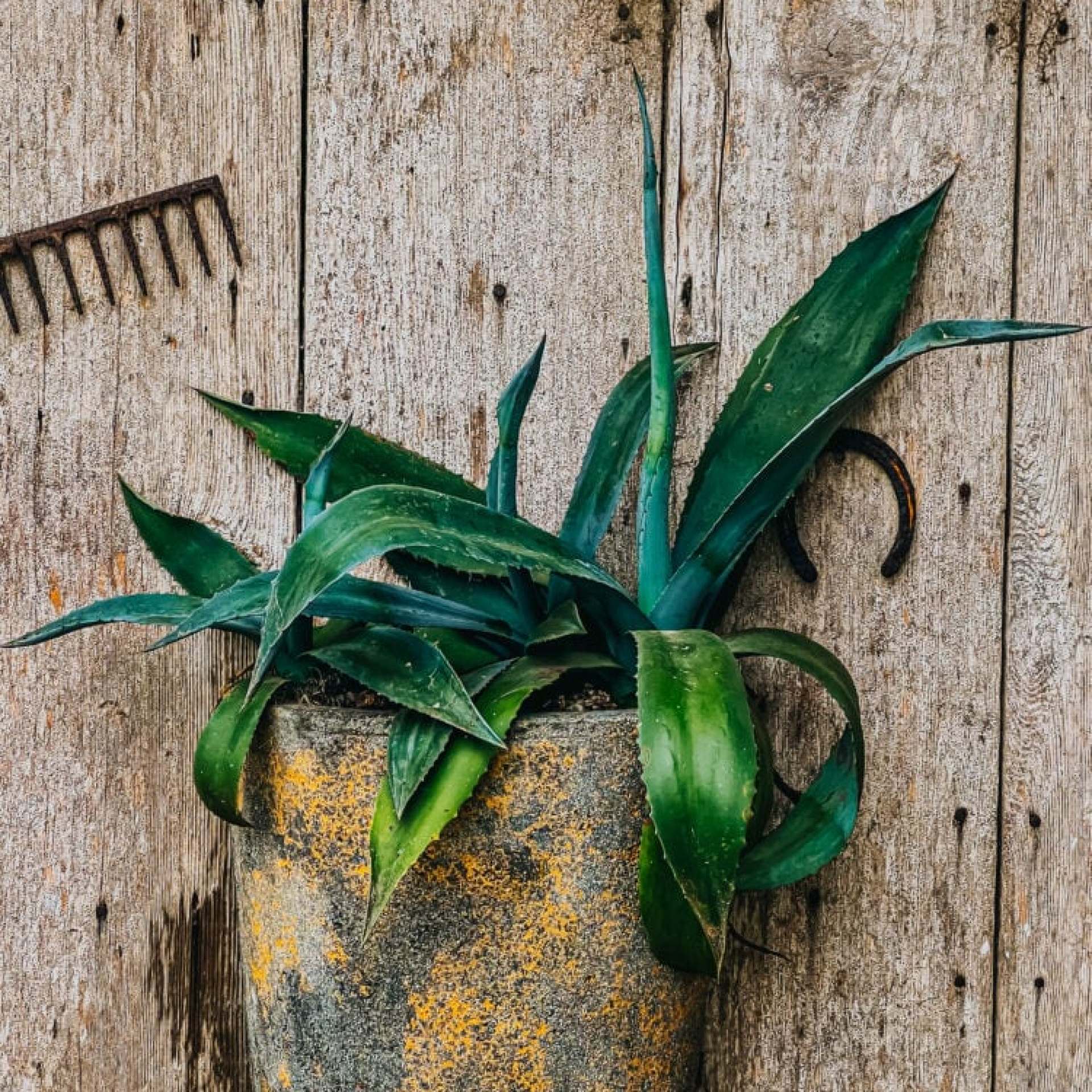 picture of plant on a wall 