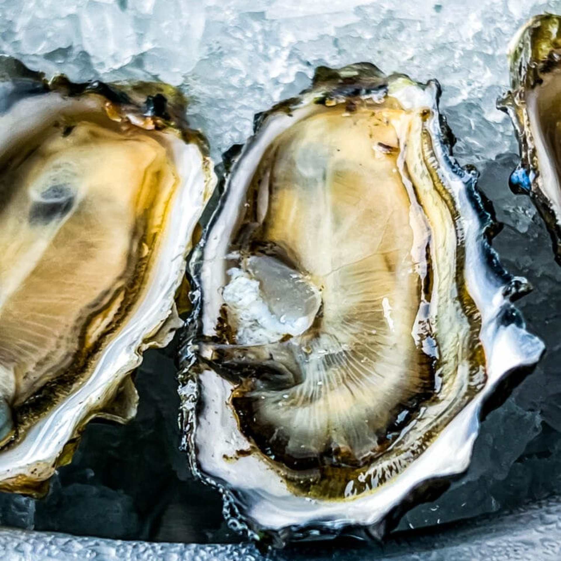 picture of marshall store oysters on a metal plate with ice